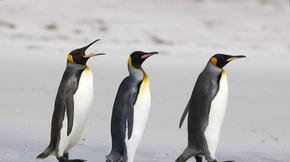 Птичият грип достигна Антарктика и заплашва да унищожи пингвините