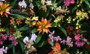 Фестивал на орхидеите в Колумбия