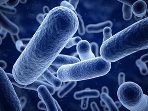 Най-голямата бактерия в света е открита в Гваделупа