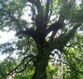 Обявиха за вековно дърво Полски ясен в района на с. Бял бряг, община Смядово
