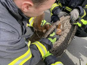 Германски пожарникари спасиха катерица, заклещена в капак на шахта