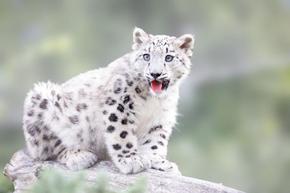 Експерти: Снежните леопарди в резерват в подножието на Еверест са над 100