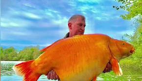 Рибар улови 30-килограмовата златна рибка Морковка