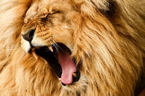 Животните се страхуват повече от човешките гласове, отколкото от лъвовете