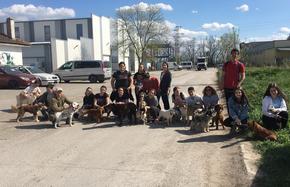 Деца изведоха на разходка 16 кучета от приюта в Шумен