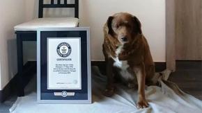 Рекордите на Гинес: 30-годишният Боби е най-възрастното куче в света