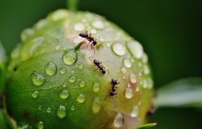 Най-малко 20 квадрилиона мравки бродят по Земята