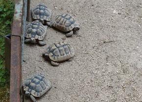 Намериха 21 защитени от закона костенурки в двора на каспичанец
