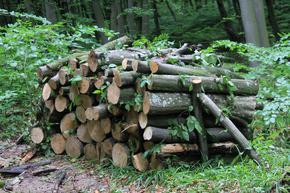 СИДП: 8 619 домакинства в Шуменско вече получиха дърва за отопление