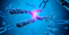 Важна крачка в науката: Разрешиха генетичния пъзел на свързаната с пола Y-хромозома