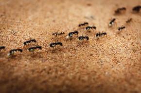Учени: Мравките няма да успеят да се адаптират към повишените температури