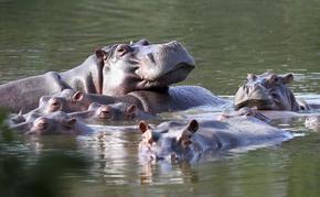 Хипопотамите на Пабло Ескобар - туристическа атракция и заплаха в Меделин