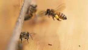 Първите пчели са се появили преди повече от 120 млн. години на древен суперконтинент, сочи ново проучване