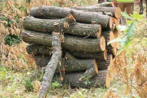 Горското в Смядово достави на 100% заявените дърва за огрев на гражданите