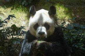 Панда на две години в Нидерландия се оказа женска, а не мъжка