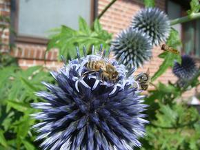 Градските пчели разкриват невидим живот от решаващо значение за човешкото здраве