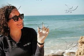 ТПС: Риболовна кукичка на 6 хиляди години, намерена в Израел, е една от най-старите в света