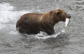 Америка коронова най-дебелата кафява мечка на Аляска