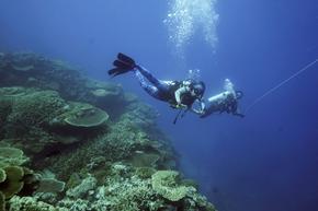 Все повече коралови рифове страдат от недостиг на кислород, установиха учени