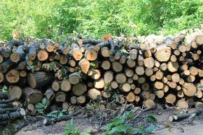 Стопанствата от СИДП доставиха дърва за огрев на 1929 семейства от Шуменско