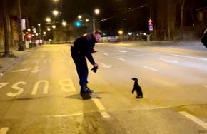 Пингвин се разходи по улиците на Будапеща, полицията го арестува