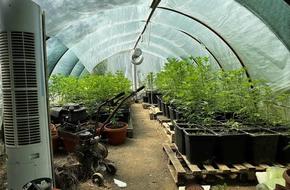 Разкриха оранжерии за марихуана във вилната зона край Шумен