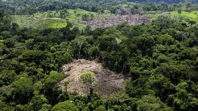 Обезлесяването в тропиците е свързано с намаляване на валежите, установиха учени