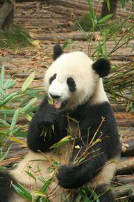 Непознат досега вид голяма панда е обитавал земите на България преди 6 млн. години