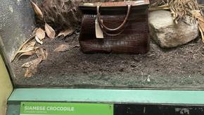 Чанта от кожа на застрашен вид крокодил е изложена в клетка в Лондонския зоопарк