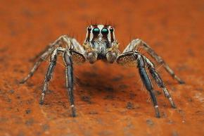 Учени идентифицираха скритата причина за страха от паяци