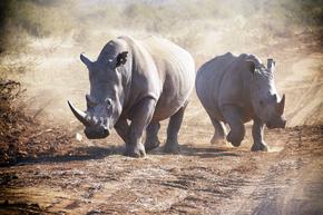 100 бели носорози се връщат в природата