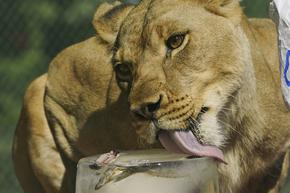 Зоопарк в Сидни затвори аварийно след бягство на пет лъва