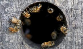 Роботизирани кошери в израелски кибуц спасяват пчелите