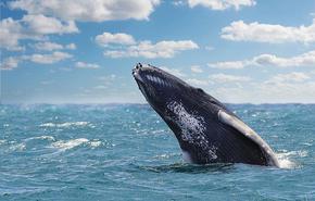 Спасителна операция за живота на кит, който излезе край брега близо до Атина
