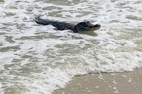 Алигатор, видян да си почива на плаж в Алабама