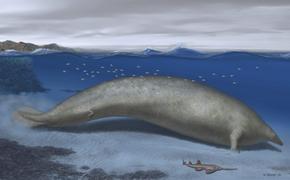 Предшественик на синия кит вероятно е бил най-тежкото животно на всички времена