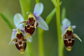 Глобалното застудяване е ускорило еволюцията на орхидеите