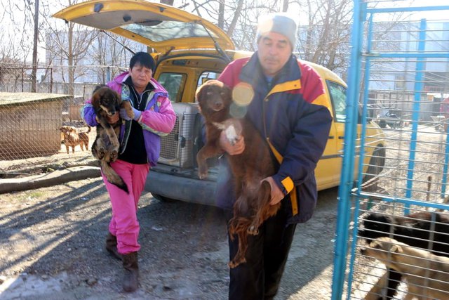 Трите донесени в приюта кучета от Черноглавци са женски.