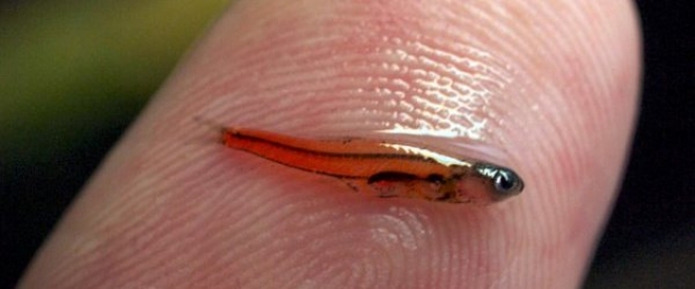 Снимка: smalleststuff.com