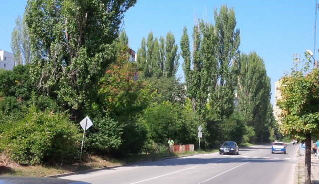 Тополите край река Енчова ще бъдат премахнати