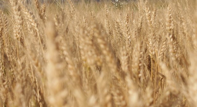 Последни декари с пшеница прибират във В.  Преслав и Н. Козлево