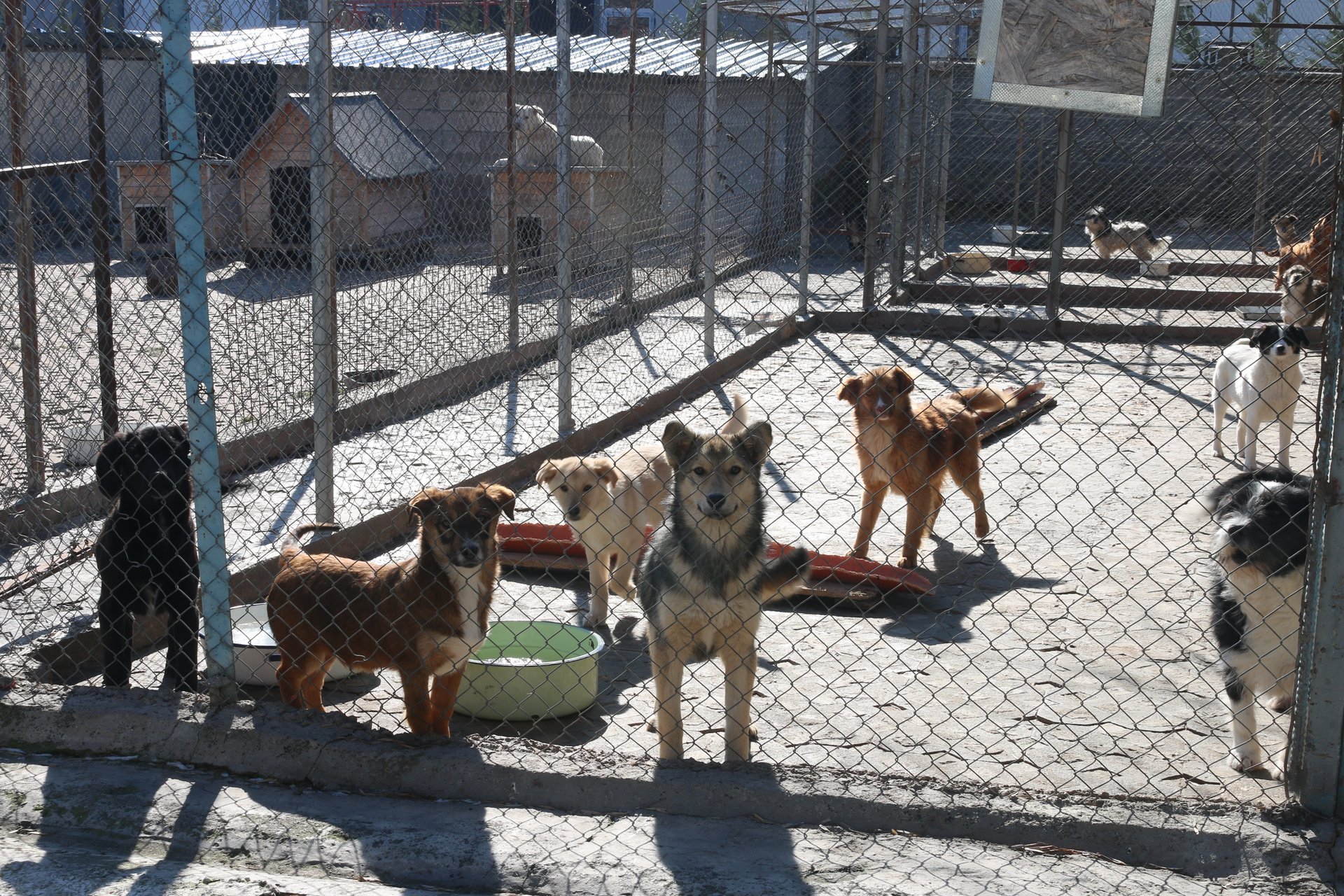 Карантинираха приюта за животни в Шумен заради 3 кучета с чума