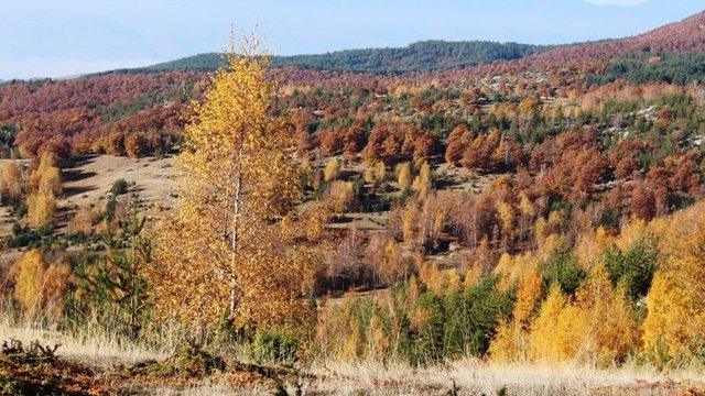 © Зелени Закони