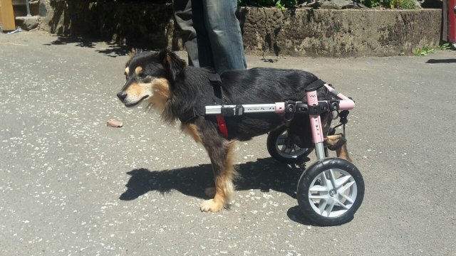 Канди е в инвалидна количка. Вече е осиновена в Германия. Снимка: Общински приют "Тонка Петрова"