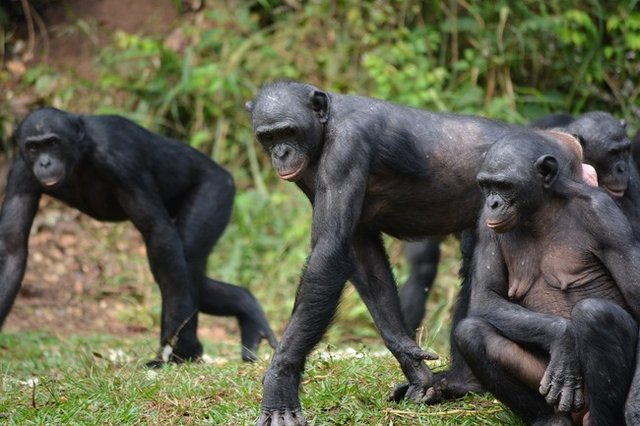 Шимпанзета бонобо Снимка: Пиксабей