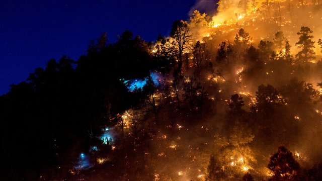 17% от исканията за помощ в европейския кризисен център са свързани с горски пожари. © Reuters