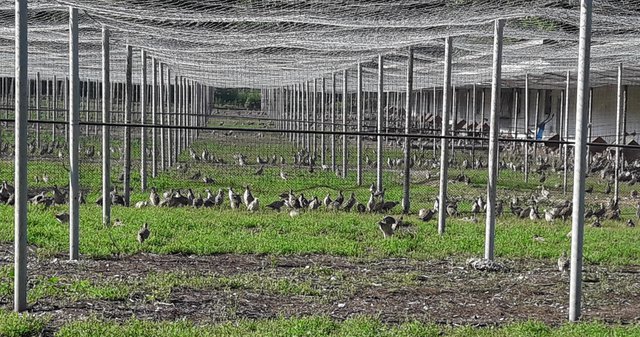 Волиерата на ловно-рибарското дружество край село Ивански. Сн. ЛРД “Сокол”