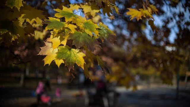 Сн. Дневник