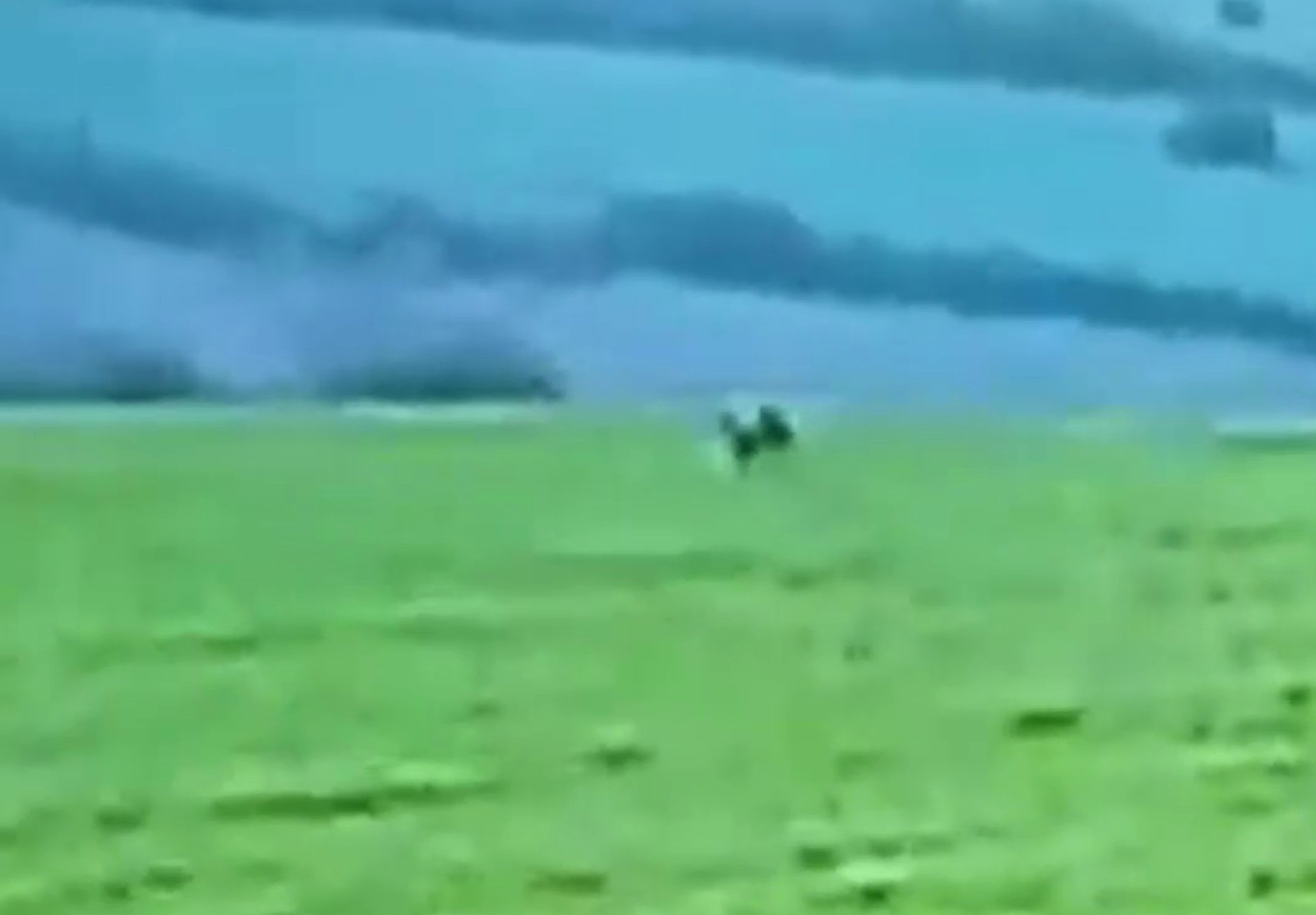 Появи се второ видео на голямата черна котка