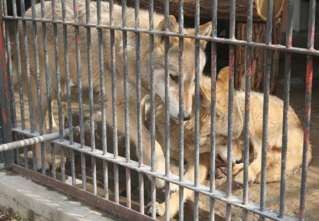 Сн.: БГНЕС (архив)